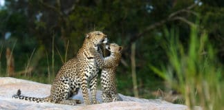 African Travel - Leopard sighting at Sabi Sands, South Africa