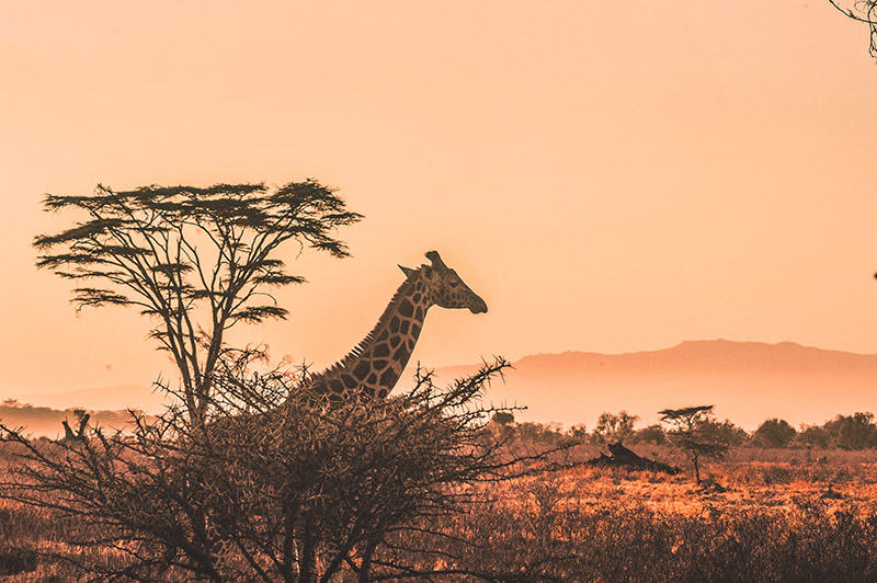 Serengeti North  safari-specialist