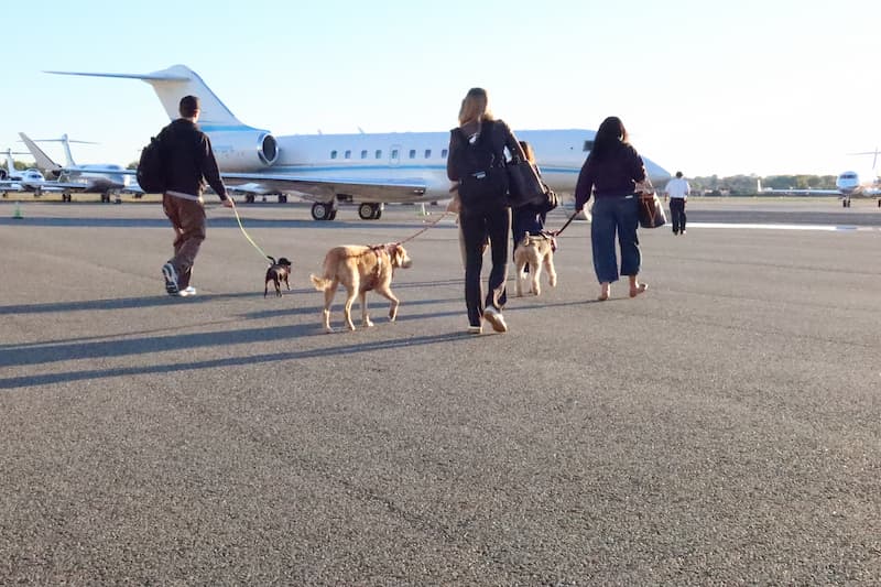 Have Dog, Will Travel: Top Pet-Welcome Getaways Dog